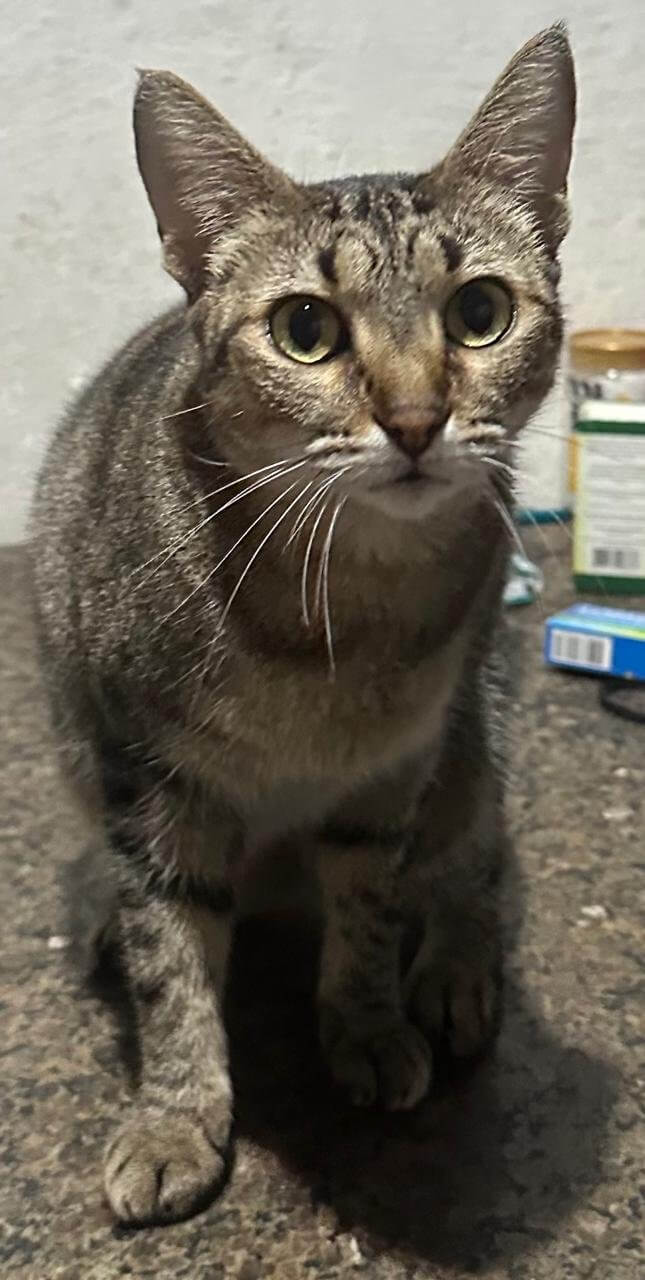 Princesa, cadela para adoção