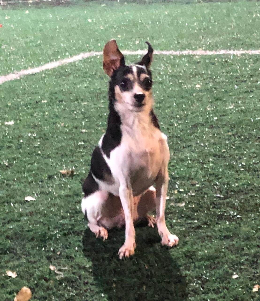 Sofia, cadela para adoção