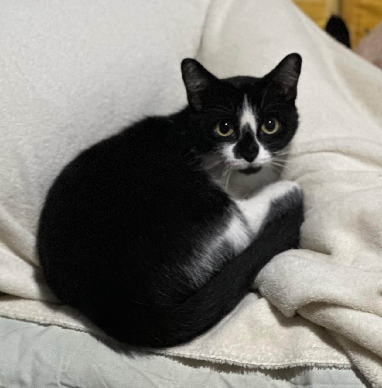 Zulema, gata para adoção
